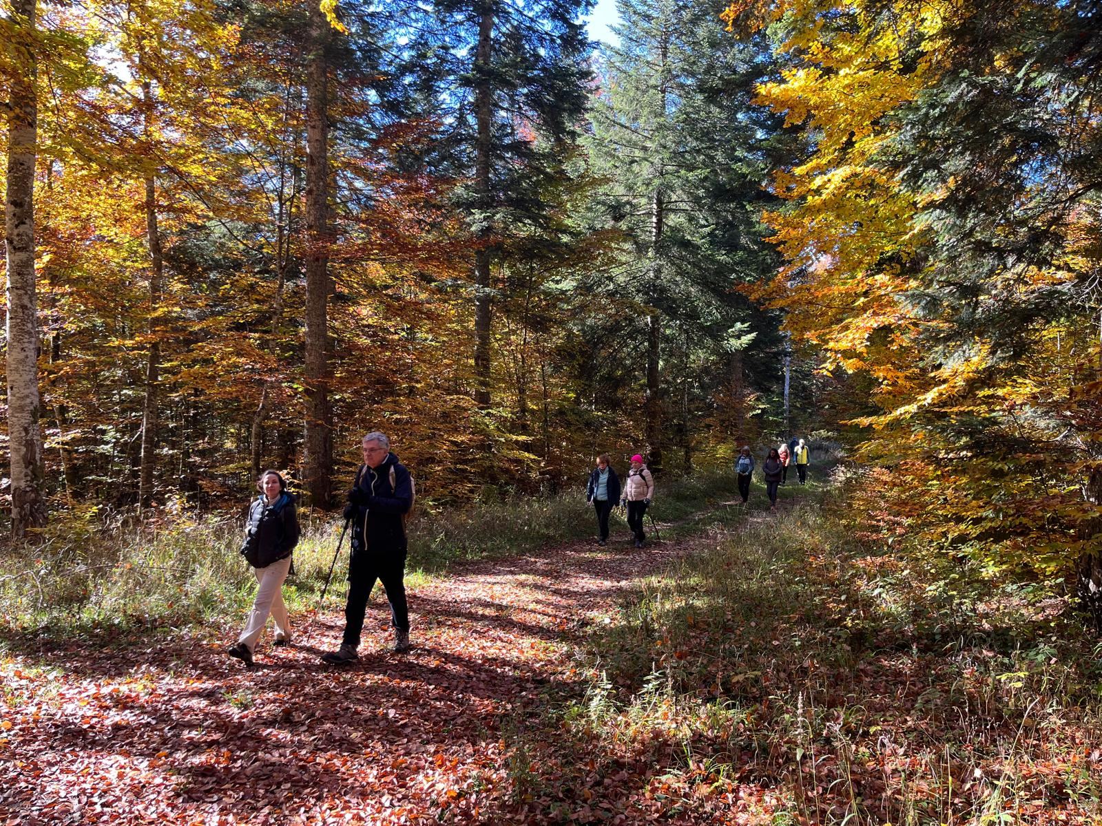 Un groupe marche sur un chemin forestier en automne